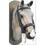 Briglia Equestro modello Dressage