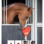 Gioco per cavalli QHP